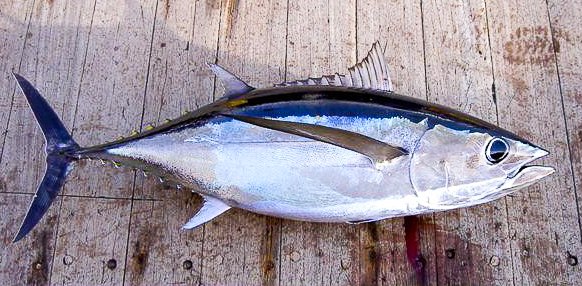 Wild Pacific Albacore Tuna - Find. Eat. Drink.